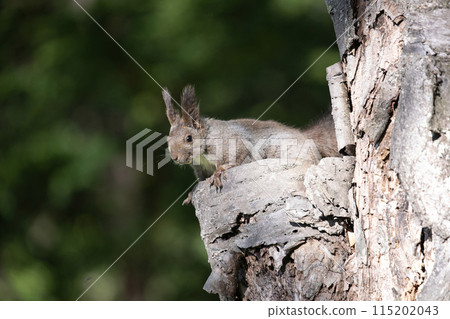 在樹上的Ezolith 115202043