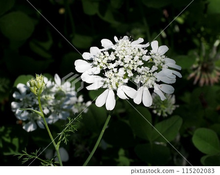 Close-up of white lace flower and buds bathed in sunlight filtering through the trees 115202083