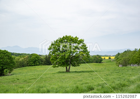 A single tree in the grassland A single tree in the grassland 115202087