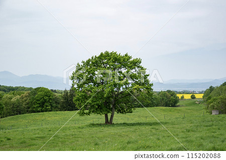 A single tree in the grassland A single tree in the grassland 115202088