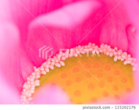 隱藏的蓮花 隱藏的蓮花 115202176