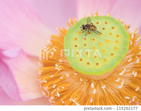 一隻蝴蝶棲息在蓮花上 115202177
