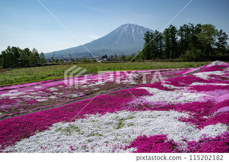 Niseko's Moss Phlox 115202182