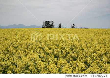 Yellow rapeseed flower ground 115202271