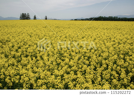 Yellow rapeseed flower ground Yellow rapeseed flower ground 115202272