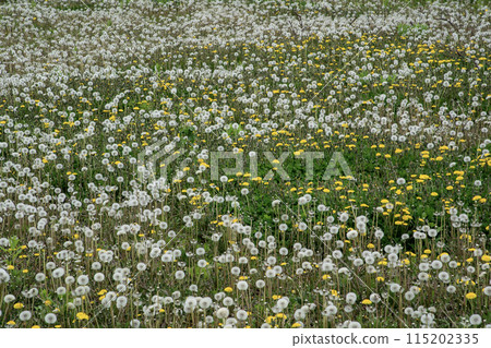 Pure white dandelion 115202335