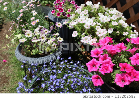 Group planting and potting of flowers in the garden Group planting and potting of flowers in the garden 115202582
