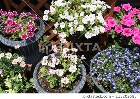 Summer flower arrangements and pots Summer flower arrangements and pots 115202583