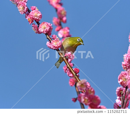 A white-eye on a red plum blossom in full bloom (spring image) (dynamic image) 115202711