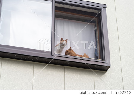 Two cats standing by the window 115202740