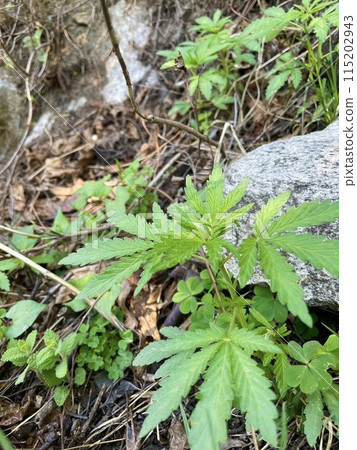大麻 大麻 115202943
