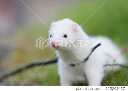 White ferret on a walk 115203457