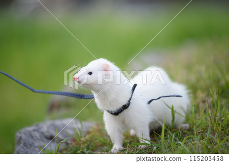 A ferret found something on a walk 115203458