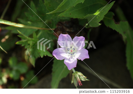 The white mountain bellflower blooms vibrantly in the sunlight. The white mountain bellflower blooms vibrantly in the sunlight. 115203916