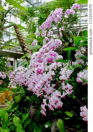 Okinawa Orchids Okinawa Orchids 115203970