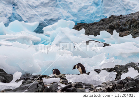 Impression of the Adelie Penguin Colony at the fish islands 115204025