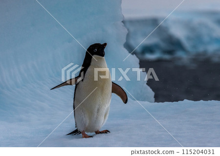 Adelie Penguin standing on an iceberg 115204031