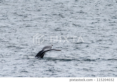 Diving whale in the antarctic 115204032