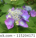 Hydrangea that begins to bloom 115204171