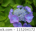 Blue purple hydrangea 115204172