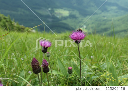 高原山坡上，色彩鮮豔的野薊花綻放 115204456