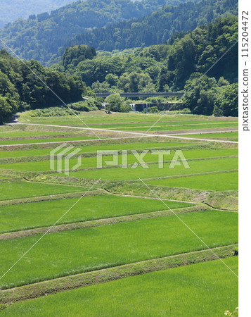 Summer rice fields and rice paddies Summer rice fields and rice paddies 115204472