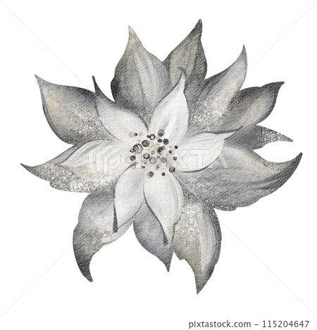 Watercolor poinsettia winter element. Christmas flower on isolated white background. Holiday floral symbol. Botanical decoration close up for cards, postcards and prints. 115204647