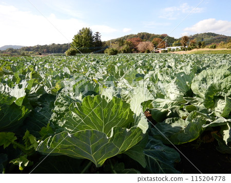 歌舞表演場 115204778