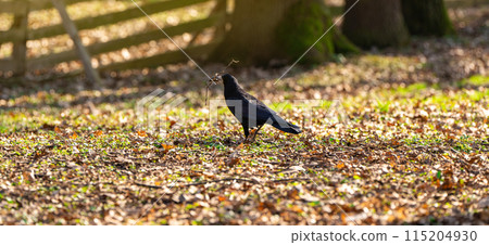 A black crow with a wooden stick in its mouth stands on the leaves in the park. Birds and nature concept 115204930
