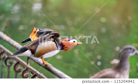 A beautiful male mandarin duck stands on a fence near the lake. Close-up photo. Nature and wild birds 115204941