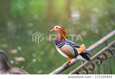 A beautiful male mandarin duck stands on a fence near the lake. Close-up photo. Nature and wild birds 115204943