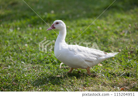 Muscovy duck in the garden in summer Muscovy duck in the garden in summer 115204951