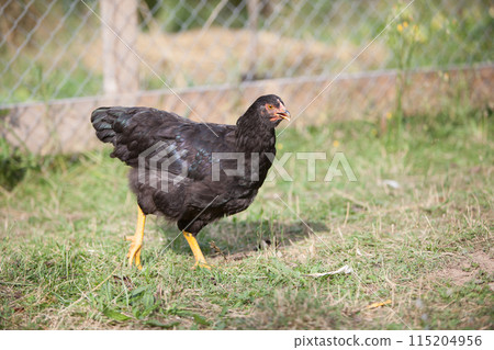 Chicken in the garden 115204956