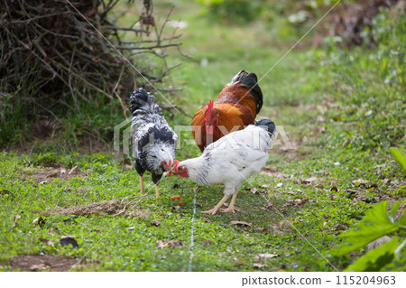 Three cocks in the garden 115204963