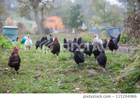 Big hen of chickens in the garden 115204966