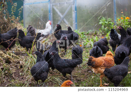 Big hen of chickens in the garden 115204969