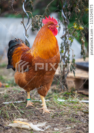 Amazing New Hempshire Red cock Amazing New Hempshire Red cock 115204975