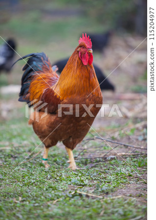 Amazing New Hempshire Red cock 115204977