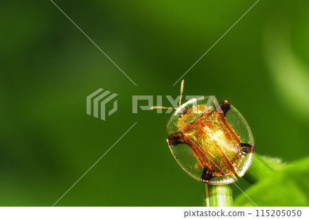 Jingasa甲蟲 115205050