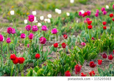 Beautiful red, white and pink tulips on a flowering field in the springtime. Selective focus Beautiful red, white and pink tulips on a flowering field in the springtime. Selective focus 115205083