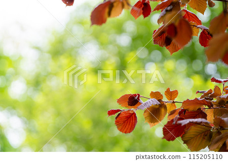 Red leaves with bokeh in sunlight in the park. Beautiful background for wallpaper. Selective Focus. Red leaves with bokeh in sunlight in the park. Beautiful background for wallpaper. Selective Focus. 115205110