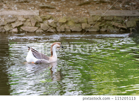A beautiful white-brown goose swims in a city park.Wild animals and nature concept 115205113