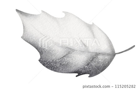 Watercolor Holly leaf. Plant element symbol of Christmas. Botanical illustration close up on white background. Packaging, label and print design. 115205282