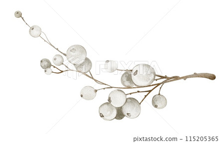 Watercolor Mistletoe. Hand drawn sketch of a branch with white berries. Illustration of an ilex sprig on an isolated white background. Festive design element of Christmas decoration. Watercolor Mistletoe. Hand drawn sketch of a branch with white berries. Illustration of an ilex sprig on an isolated white background. Festive design element of Christmas decoration. 115205365