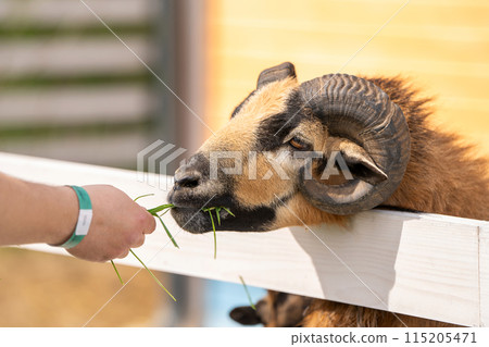 A man feeds a brown cameroonian sheep grass in a petting zoo. Be closer to animals and nature. Close up 115205471
