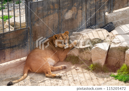 Beautiful lioness. Wild nature. Big cat. Selective focus 115205472