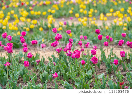 Beautiful pink and yellow tulips blooms on a flowering field in the springtime. Selective focus Beautiful pink and yellow tulips blooms on a flowering field in the springtime. Selective focus 115205476