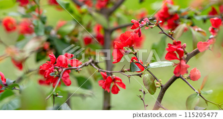 Blooming beautiful Japanese quince grows in the garden. Chaenomeles japonica. Red and pink flower on a branch with green leaves. Bloom petal. Close-up 115205477