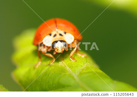 Ladybug (Bingata, no pattern) 115205643