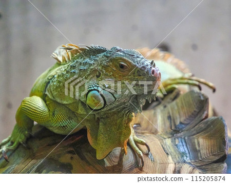 Green iguana Green iguana 115205874